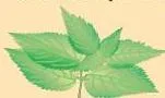 Acids, Bases and Salts Class 10: Chapter 2 PDF Nettle is a herbaceous plant which grows in the wild.