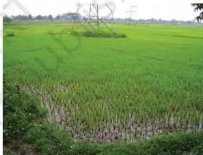 Agriculture Class 10: Contemporary India II Chapter 4 PDF Paddy field with young rice seedlings standing in water, the flooded cultivation rice needs as a kharif crop