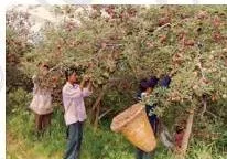 Agriculture Class 10: Contemporary India II Chapter 4 PDF Apricots, apples and pomegranates together, showing India grows both tropical and temperate horticulture fruits