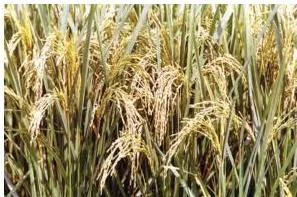 Agriculture Class 10: Contemporary India II Chapter 4 PDF Ripe golden rice crop ready to be harvested in a field, the staple food of most people in India