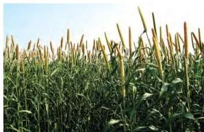 Agriculture Class 10: Contemporary India II Chapter 4 PDF Bajra millet plants growing in a field, a crop that grows well on sandy and shallow black soils