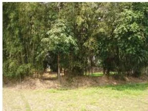 Agriculture Class 10: Contemporary India II Chapter 4 PDF Dense bamboo plantation in north-east India, showing bamboo grown as a single plantation crop on a large tract