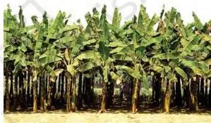 Agriculture Class 10: Contemporary India II Chapter 4 PDF Wide banana plantation with tall rows of banana plants, a single plantation crop grown on a large area in southern India