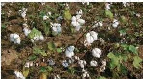 Agriculture Class 10: Contemporary India II Chapter 4 PDF Cotton plants with opened bolls in a black cotton soil field of the Deccan plateau, a kharif fibre crop