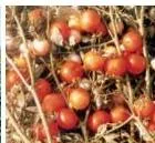 Agriculture Class 10: Contemporary India II Chapter 4 PDF Vegetable field with peas, cauliflower, tomato and brinjal crops under cultivation