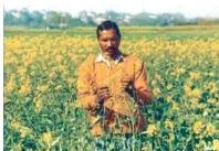 Agriculture Class 10: Contemporary India II Chapter 4 PDF Groundnut, sunflower and mustard are ready to be harvested in the field