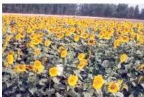 Agriculture Class 10: Contemporary India II Chapter 4 PDF Groundnut, sunflower and mustard crops ready to be harvested, the main oil seeds of India