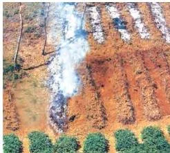 Agriculture Class 10: Contemporary India II Chapter 4 PDF Cleared slash and burn fields on forested slopes, the primitive subsistence farming method called Bewar in Madhya Pradesh and Jhumming in the North-east