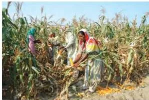 Agriculture Class 10: Contemporary India II Chapter 4 PDF Maize plants with cobs growing in old alluvial soil, a kharif crop used as both food and fodder