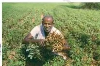Agriculture Class 10: Contemporary India II Chapter 4 PDF Sugarcane Cultivation