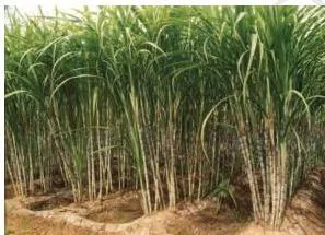 Agriculture Class 10: Contemporary India II Chapter 4 PDF Tall sugarcane crop in a field, a tropical crop needing hot humid climate and 75 to 100 centimetres of rainfall