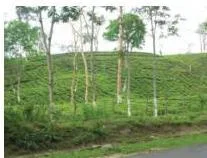 Agriculture Class 10: Contemporary India II Chapter 4 PDF Rows of tea bushes on a plantation, a beverage crop needing warm moist frost-free climate all year