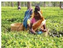 Agriculture Class 10: Contemporary India II Chapter 4 PDF Workers plucking tender tea leaves during harvest, showing tea as a labour intensive plantation industry