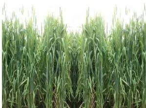Agriculture Class 10: Contemporary India II Chapter 4 PDF Wheat field with mature grain ears, the rabi crop of the Ganga-Satluj plains and the Deccan black soil region