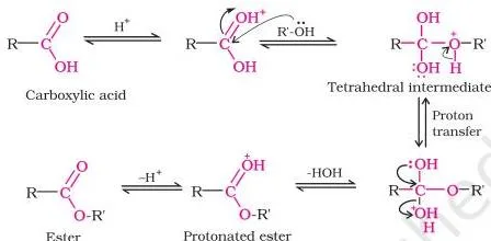 Aldehydes, Ketones and Carboxylic Acids Class 12 Notes: Full Chapter Revision Esterification mechanism steps showing protonation of the carbonyl oxygen, nucleophilic attack by the alcohol, proton transfer, and loss of neutral water to form the ester
