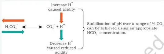 Diagram showing bicarbonate ions reacting with extra hydrogen ions to form carbonic acid, shifting the equilibrium left and stabilising the pH of the culture medium