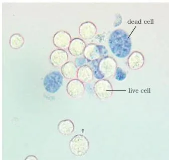 Cultured cells after trypan blue staining, seen at 20x magnification: round blue cells are dead while clear cells have excluded the dye and remain alive