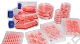 Cultures should be maintained and examined daily for the colour of the medium to understand their morphology and density of cells that are grown in culture flasks, Petri dishes or multi-well plates…