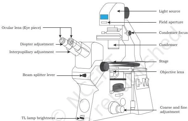 An inverted microscope with phase-contrast optics, used to examine cells in flasks for signs of stress and early microbial contamination