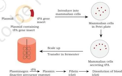 Production and mechanism of action of tPA: cultured animal cells produce tPA, which converts plasminogen to plasmin, and plasmin dissolves the blood clot blocking the vessel