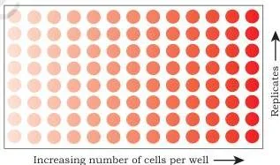 A multi-well plate showing the result of a metabolic viability assay, where the intensity of purple colour is directly proportional to the number of living cells