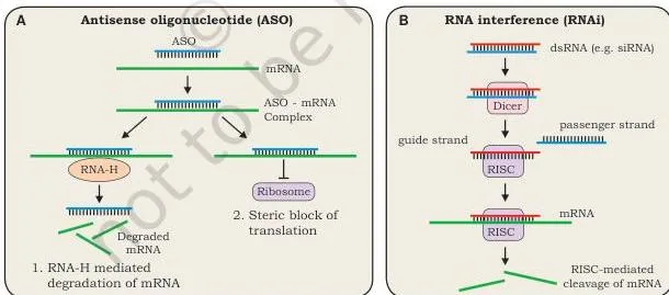 Applications of Recombinant DNA Technology Class 12 PDF Two side-by-side mechanisms of gene silencing, one showing an antisense oligonucleotide binding target mRNA and the other showing DICER and RISC cleaving it