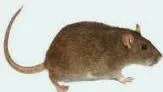 Applications of Recombinant DNA Technology Class 12 PDF Chimeras are organisms composed of at least two genetically distinct cell lineages originating from different zygotes.