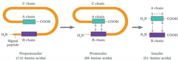 Applications of Recombinant DNA Technology Class 12 PDF Conversion diagram showing preproinsulin of 110 amino acids losing its signal peptide to form proinsulin of 86, then losing the C chain to form active insulin of 51