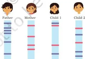 Applications of Recombinant DNA Technology Class 12 PDF DNA band profiles of a father, mother and two children in columns, with every band of child 1 matching a parental lane while child 2 shows unmatched bands
