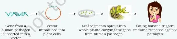 Applications of Recombinant DNA Technology Class 12 PDF Example: Edible vaccine for Hepatitis B banana has been successfully made by inserting the HBsAg gene in banana genome.