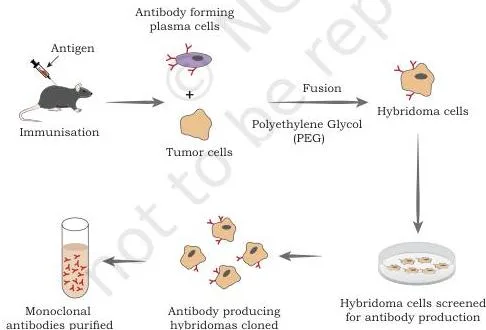 Applications of Recombinant DNA Technology Class 12 PDF Hybridoma production diagram showing a B plasma cell and a myeloma cell fused with PEG and selected in HAT medium, with surviving hybridomas producing monoclonal antibodies