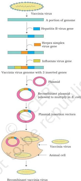 Applications of Recombinant DNA Technology Class 12 PDF Construction diagram showing a small vaccinia DNA fragment cloned in a plasmid, an antigen gene inserted, and homologous recombination producing a recombinant vaccinia virus