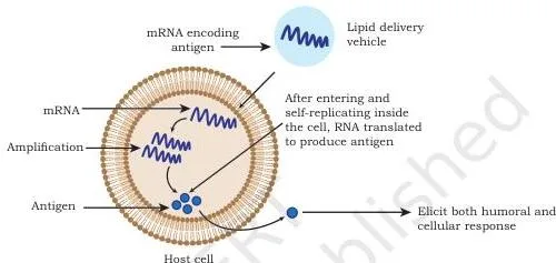 Applications of Recombinant DNA Technology Class 12 PDF Diagram of an RNA vaccine showing mRNA entering a cell, being translated into a protein antigen, and triggering an immune response