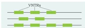 Applications of Recombinant DNA Technology Class 12 PDF Three alleles at one DNA locus drawn as lines with different numbers of repeated blocks, showing that only the number of tandem repeats differs between alleles