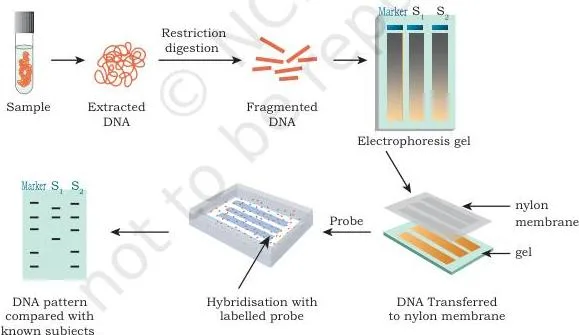Applications of Recombinant DNA Technology Class 12 PDF Seven-stage flowchart of DNA fingerprinting, a key application of recombinant DNA technology, from DNA isolation through restriction digestion, gel electrophoresis, membrane transfer, hybridisation and final band pattern