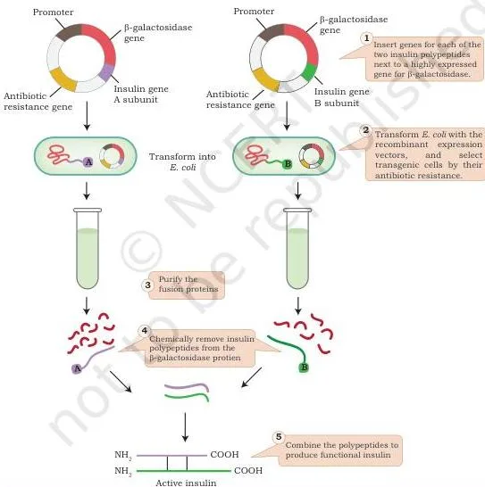 Applications of Recombinant DNA Technology Class 12 PDF Production flowchart of engineered insulin from separately cloned A and B chains expressed as beta-galactosidase fusion proteins, cleaved by cyanogen bromide, then rejoined by disulphide bonds
