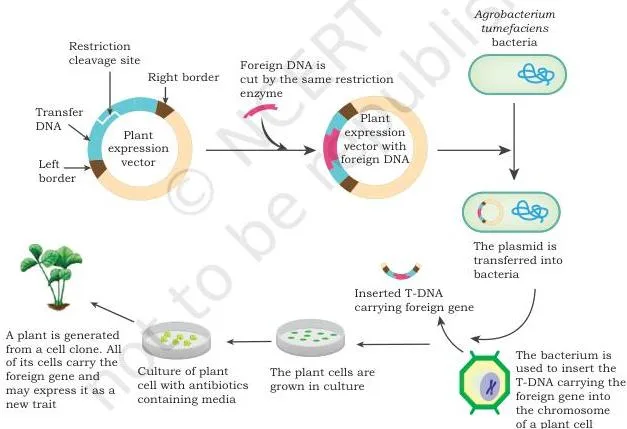 Applications of Recombinant DNA Technology Class 12 PDF Stepwise diagram of Agrobacterium-mediated transformation from the disarmed Ti plasmid in the bacterium to the plant cell, its nucleus, and regenerated plantlets