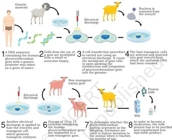 Applications of Recombinant DNA Technology Class 12 PDF Stepwise diagram of transgenic animal production showing delivery of the transgene into a fertilised egg or embryo, implantation into a foster mother and birth of transgenic offspring