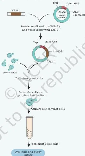 Applications of Recombinant DNA Technology Class 12 PDF The HBsAg gene is cleaved and ligated to a strong alcohol dehydrogenase promoter (ADH) of a pMA56 yeast vector promoter.