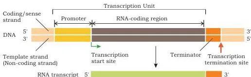 A transcription unit showing the promoter upstream of the start site, the terminator at the end, and the template strand that RNA polymerase copies
