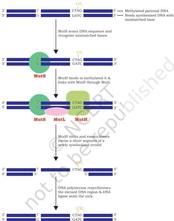 Nucleotide excision repair in steps: the UVr complex finds a thymine dimer that distorts the DNA helix, cuts around the damage, removes the fragment and polymerase and ligase restore the strand