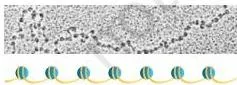 Beads on string structure of chromatin