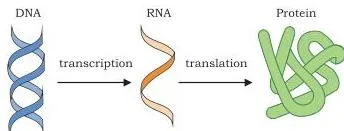 Central dogma diagram showing the unidirectional flow of information from DNA through RNA to protein, with transcription and translation labelled