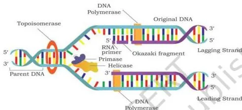 DNA synthesis takes place simultaneously but in opposite directions on the two DNA template strands