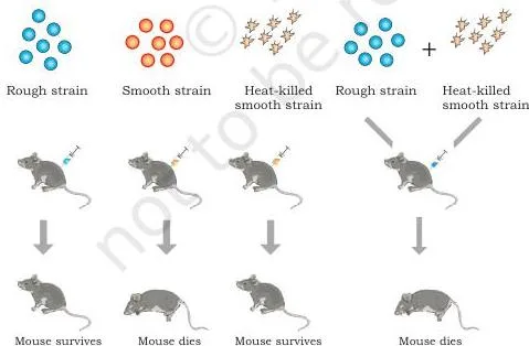 Griffith's transformation experiment with mice: live smooth S strain kills, live rough R strain does not, heat-killed S does not, but heat-killed S mixed with live R kills and live S bacteria are recovered