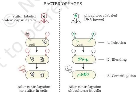 Hershey-Chase experiment: T2 bacteriophages labelled with radioactive 32P in DNA and 35S in protein infect E. coli; after blending and centrifugation 32P is in the bacterial pellet and 35S in the supernatant