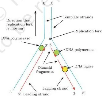 Replication fork showing the leading strand synthesised continuously in the direction of the fork and the lagging strand synthesised discontinuously in Okazaki fragments