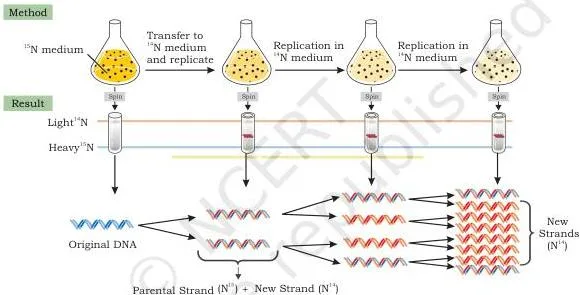 Meselson-Stahl band pattern from the Basic Processes Class 11 NCERT Biotechnology chapter: heavy DNA low in the tube, one intermediate band after the first generation in 14N medium, two bands of equal intensity after the second