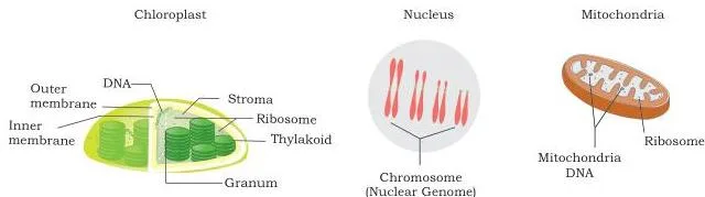Organellar DNA