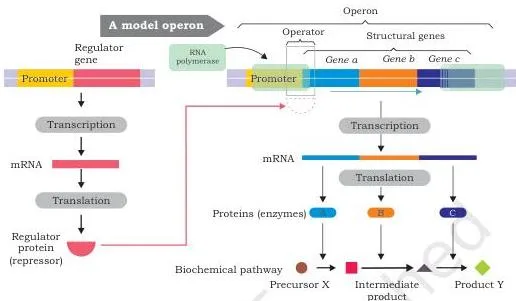 Organisation of an operon: clustered structural genes, a promoter with the RNA polymerase binding site, an operator where the repressor binds, and a regulator gene upstream with its own promoter